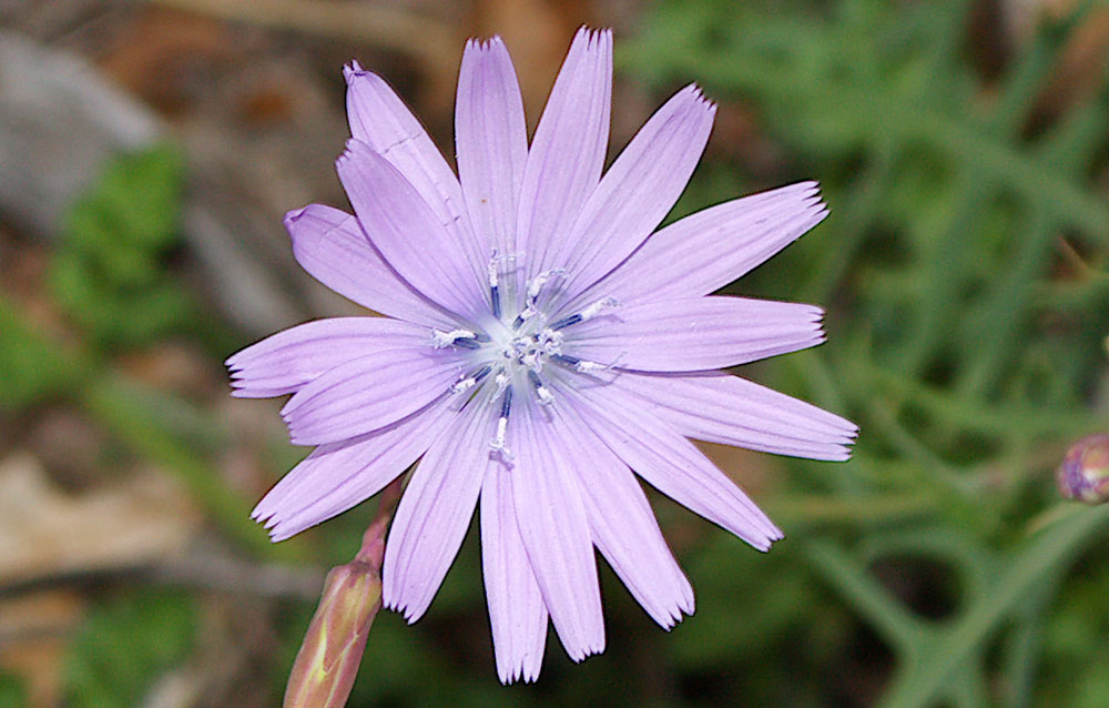 Lactuca perennis / Lattuga rupestre